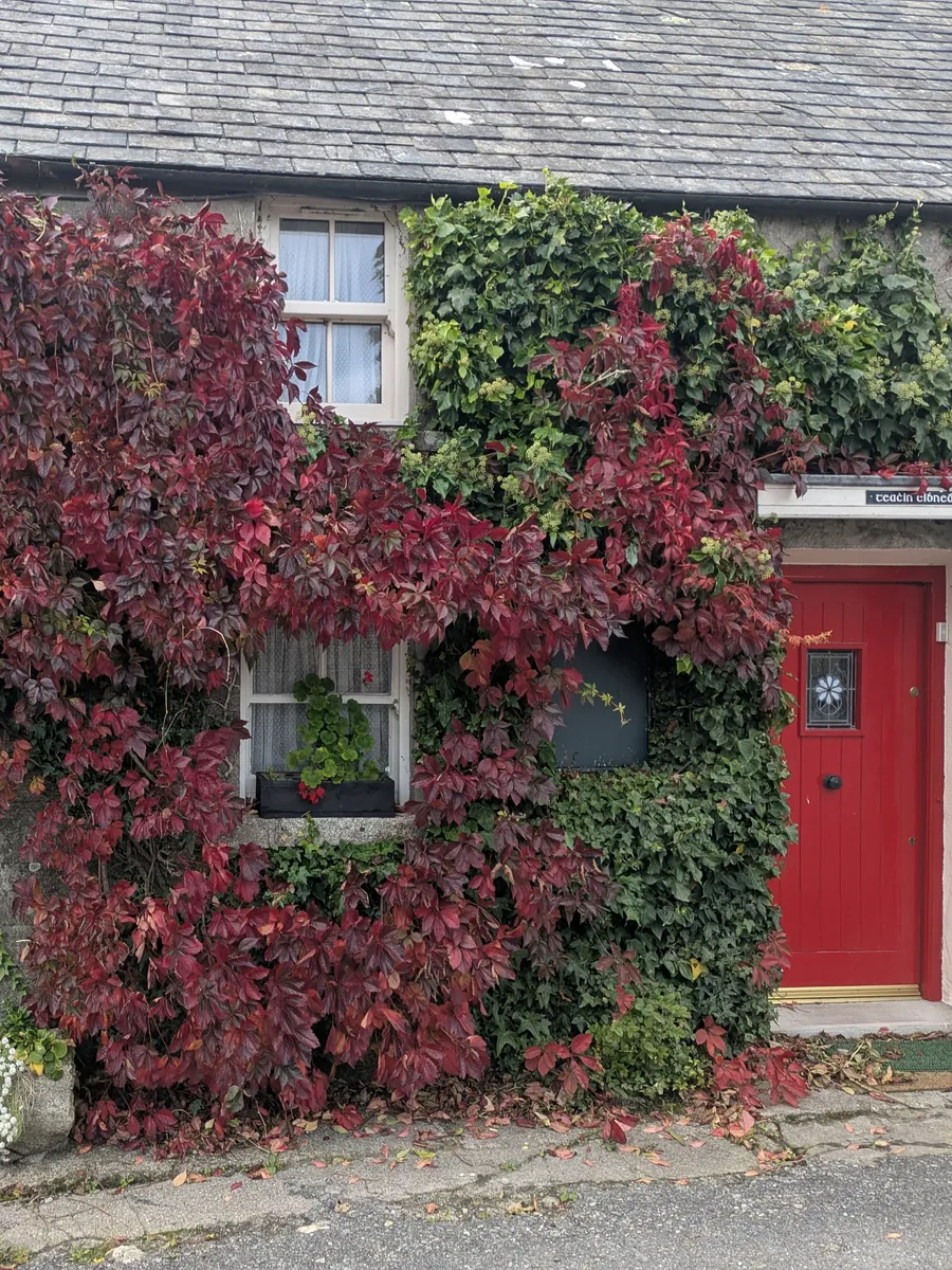 A whitewashed cottage with a red front door and a green post box, its wall covered in red autumn creeper
